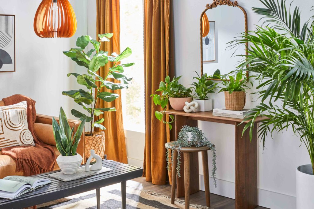 Boho-style interior design with plants and warm tones.
