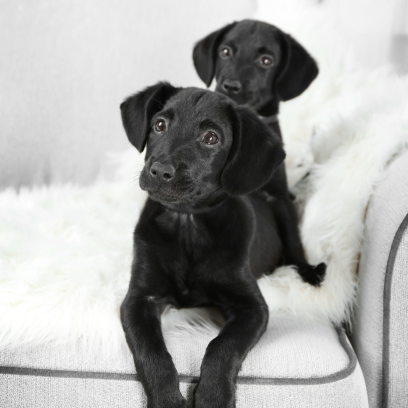 black puppy on couch