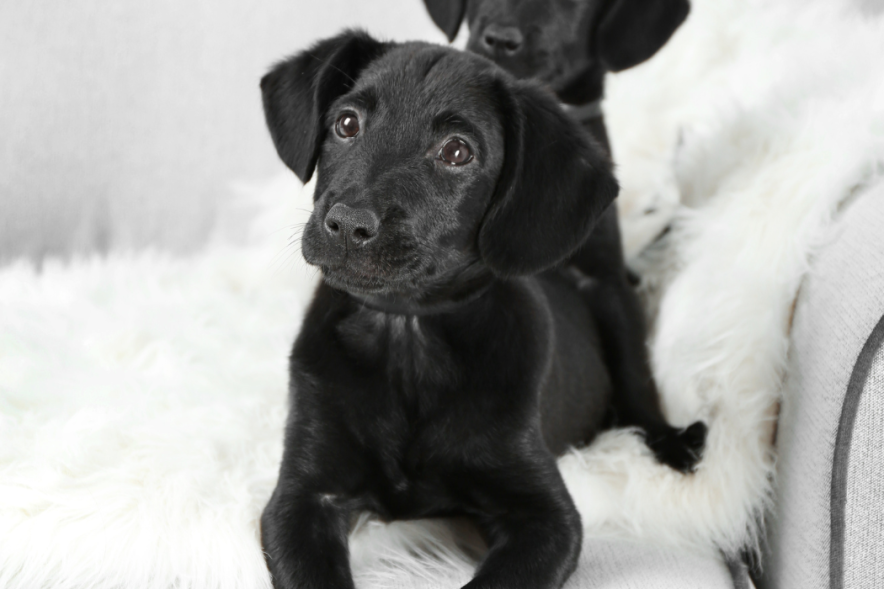 black puppy on couch