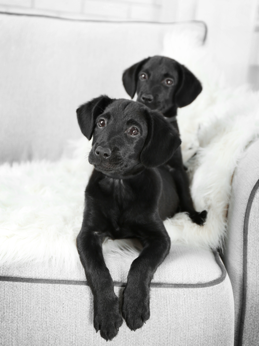 black puppy on couch