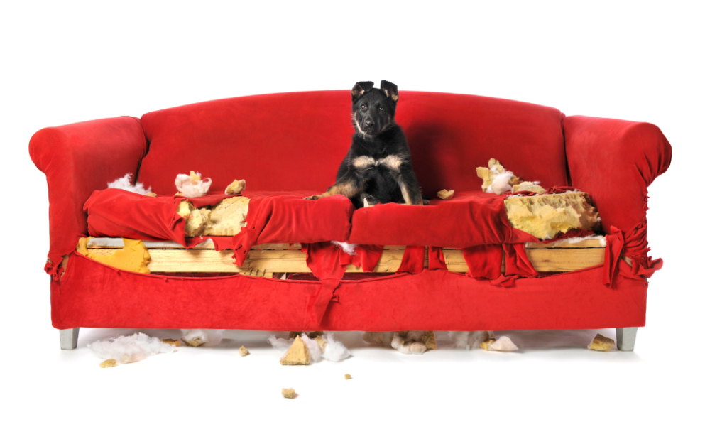 Dog Damaged Red Sofa