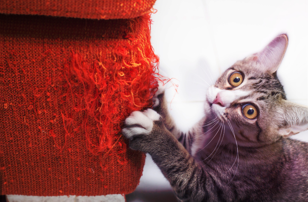 The Essential Guide to PetProofing Your Couch