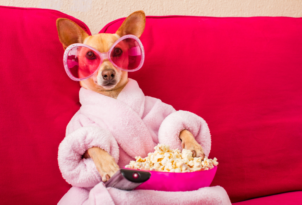 The Essential Guide to PetProofing Your Couch